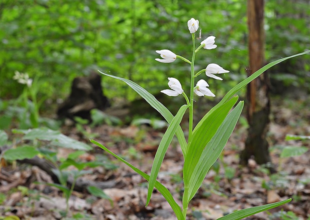 prilbovka dlholistá Cephalanthera longifolia (L.) Fritsch