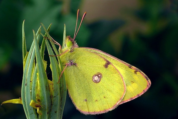 žltáčik ranostajový (sk) / žluťásek čičorečkový (cz) Colias hyale (Linnaeus, 1758)