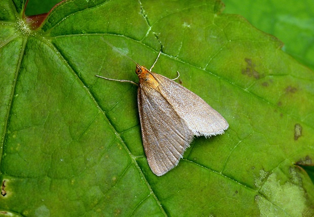 vijačka bronzová Evergestis aenealis