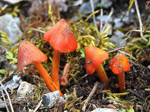 lúčnica kužeľovitá pieskomilná Hygrocybe conica var. conicoides (P.D. Orton) Boertm.