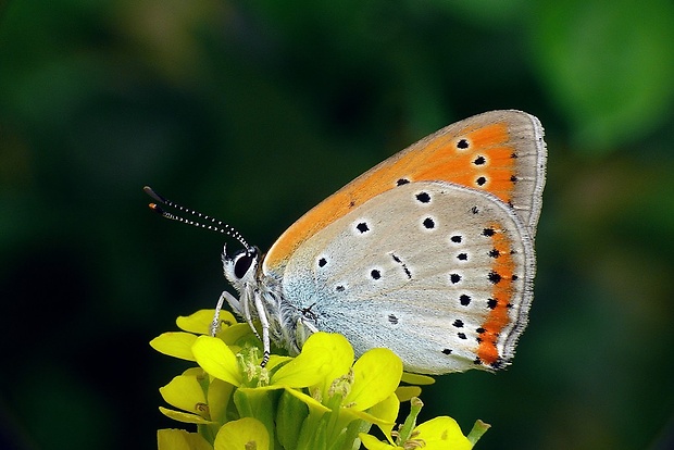 ohniváčik veľký (sk) / ohniváček černočárný (cz) Lycaena dispar (Haworth, 1802)