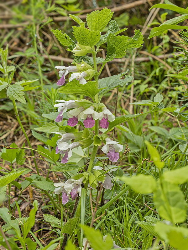 medúnka medovkolistá Melittis melissophyllum L.