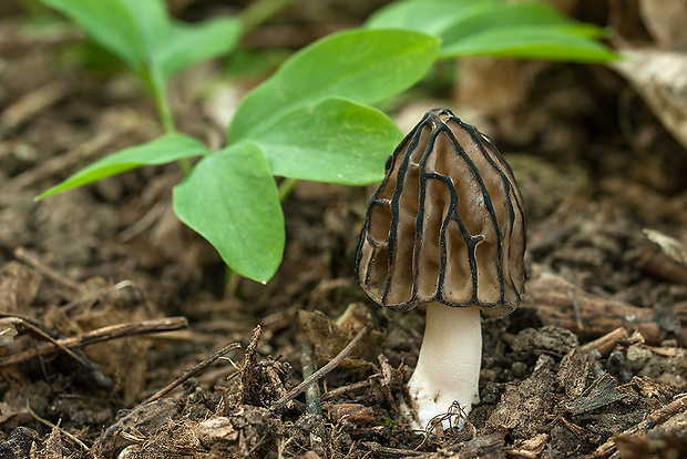 smrčok hybridný Morchella semilibera DC.