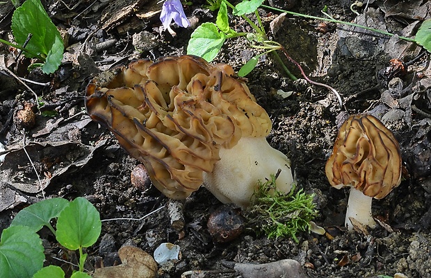 smrčok hybridný Morchella semilibera DC.