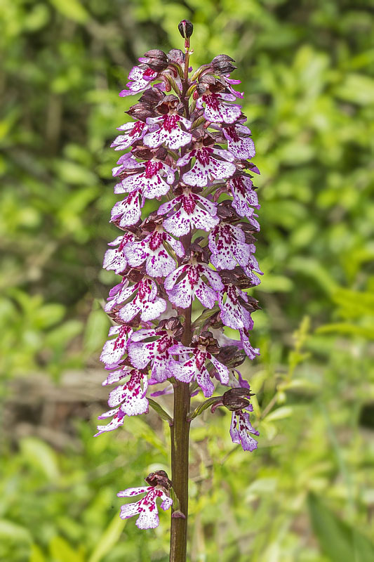 vstavač purpurový Orchis purpurea Huds.