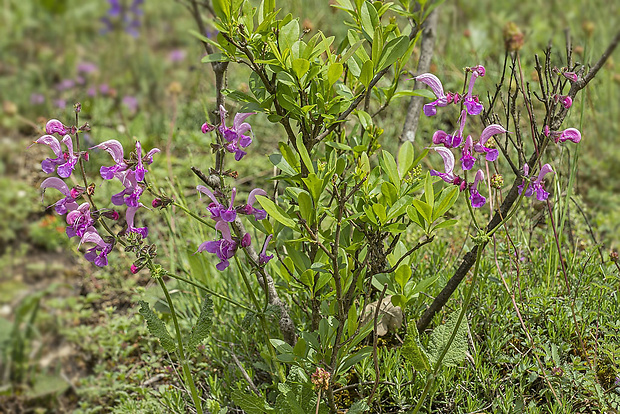 šalvia  Salvia sp.