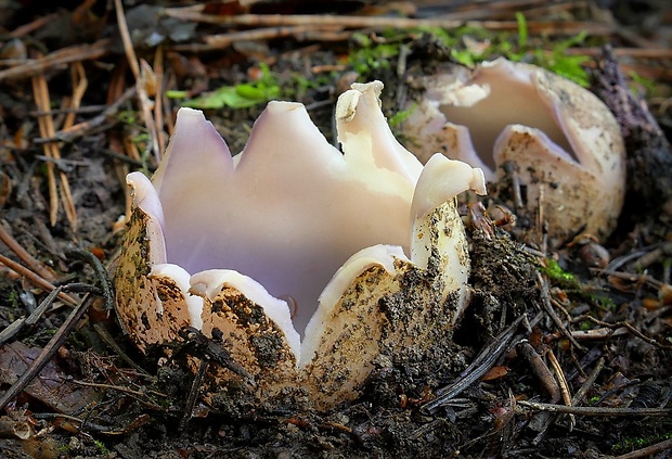 tulipánovka fialová Sarcosphaera coronaria (Jacq.) J. Schröt.