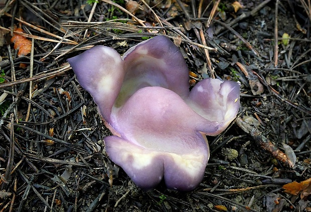 tulipánovka fialová Sarcosphaera coronaria (Jacq.) J. Schröt.