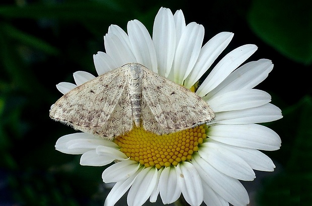 piadica rozchodníková (sk) / vlnopásník tečkovaný (cz) Scopula marginepunctata Goeze, 1781