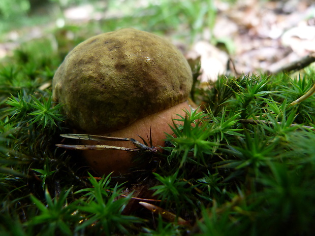 hríb zrnitohlúbikový Sutorius luridiformis (Rostk.) G. Wu & Zhu L. Yang