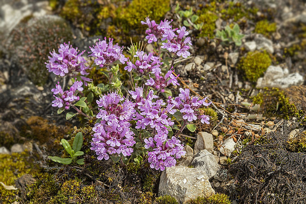 dúška včasná Thymus praecox Opiz