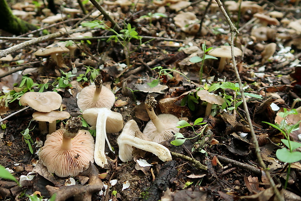 hodvábnica jarná Entoloma clypeatum (L.) P. Kumm.