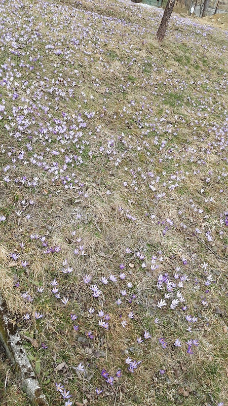 šafran - biotop Crocus sp.