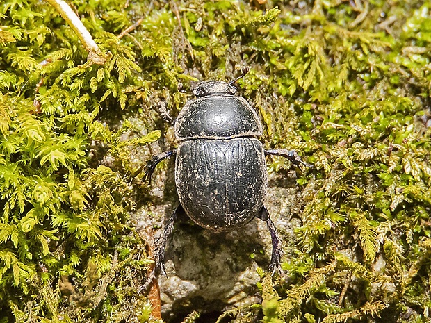 lajniak obyčajný  Geotrupes stercorarius