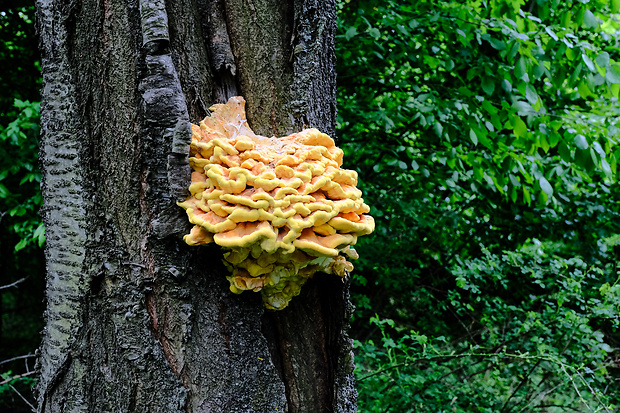 sírovec obyčajný Laetiporus sulphureus (Bull.) Murrill