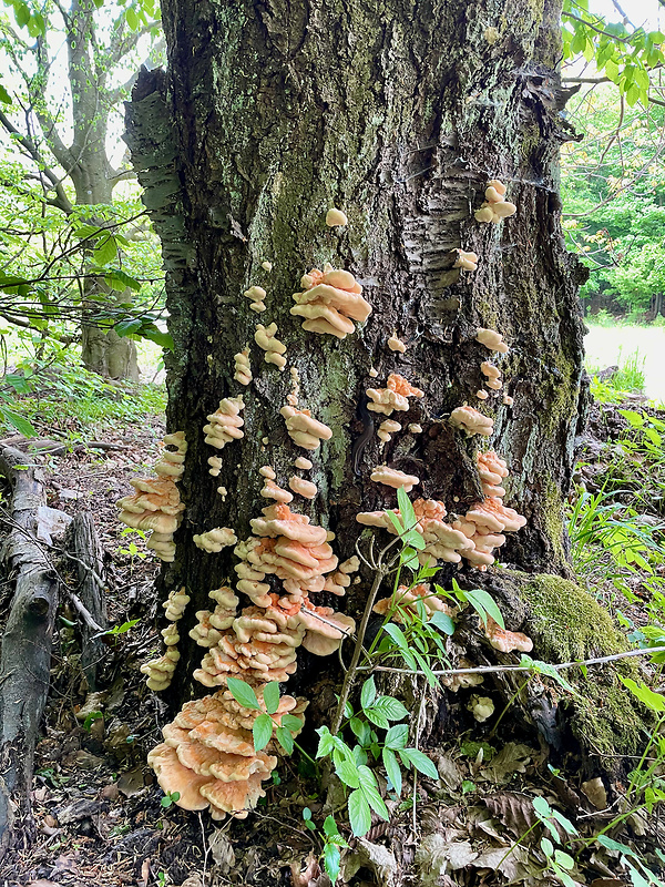 sírovec obyčajný Laetiporus sulphureus (Bull.) Murrill