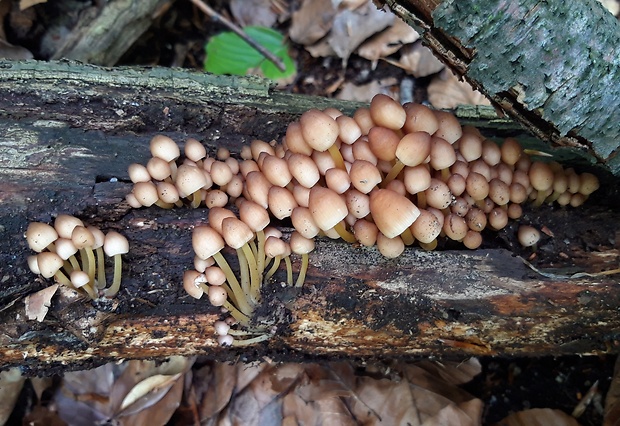 prilbička žltohlúbiková Mycena renati Quél.