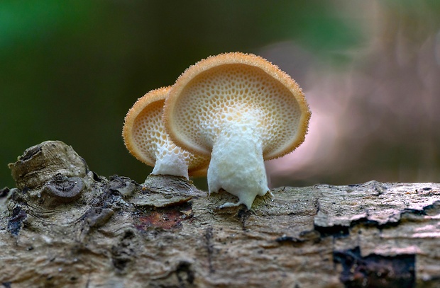 trúdnik veľkopórový Neofavolus alveolaris (DC.) Sotome & T. Hatt.