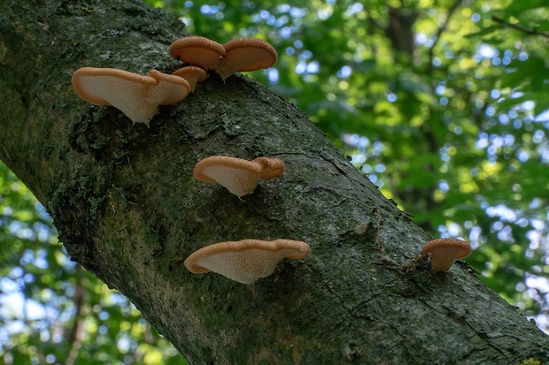 trúdnik veľkopórový Neofavolus alveolaris (DC.) Sotome & T. Hatt.