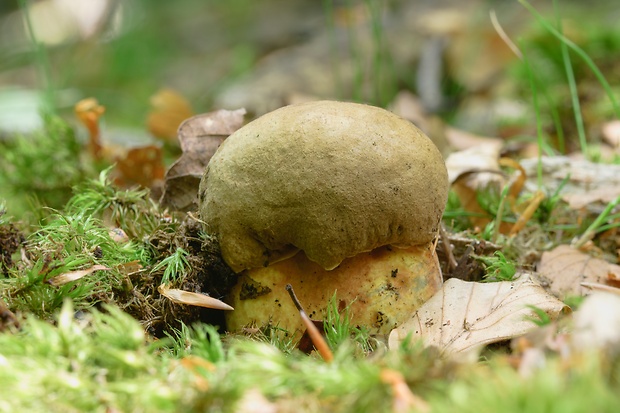 hríb zrnitohlúbikový Sutorius luridiformis (Rostk.) G. Wu & Zhu L. Yang