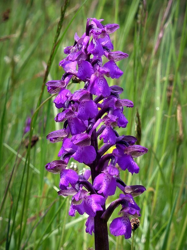 červenohlav obyčajný Anacamptis morio (L.) R. M. Bateman, A. M. Pringeon & M. W. Chase