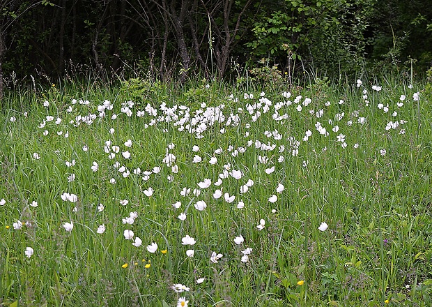 veternica lesná Anemone sylvestris L.