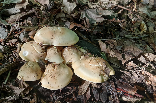 čírovnica májová Calocybe gambosa (Fr.) Donk