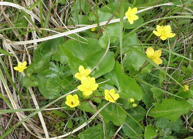 záružlie močiarne horské Caltha palustris subsp. laeta (Schott, Nyman et Kotschy) Hegi