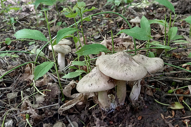 hodvábnica jarná Entoloma clypeatum (L.) P. Kumm.