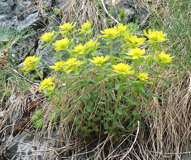 mliečnik Euphorbia characias L.