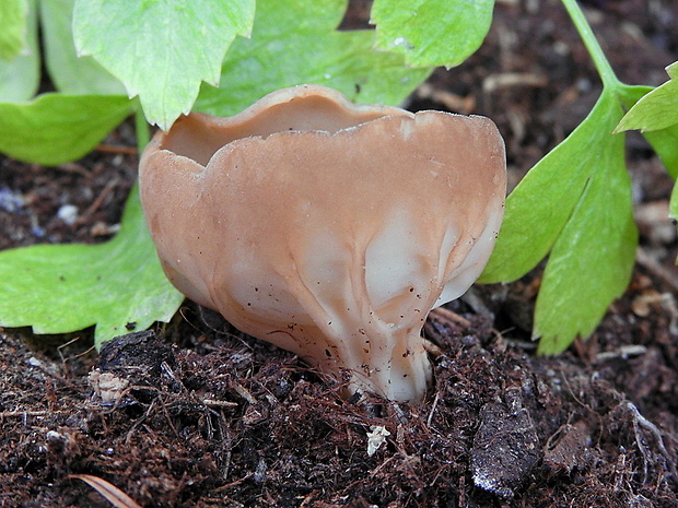 chriapač kalíškovitý Helvella acetabulum (L.) Quél.