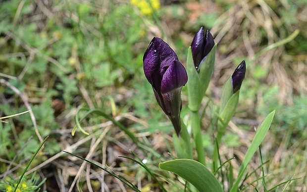 kosatec bezlistý uhorský Iris aphylla subsp. hungarica (Waldst. et Kit.) Hegi