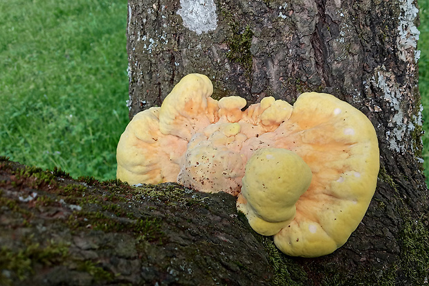 sírovec obyčajný Laetiporus sulphureus (Bull.) Murrill