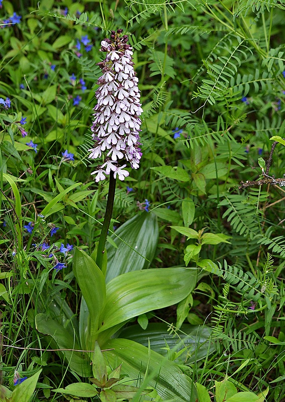 vstavač purpurový Orchis purpurea Huds.