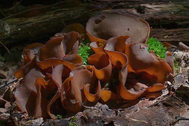 čiaška podvojná Phylloscypha phyllogena (Cooke) Van Vooren