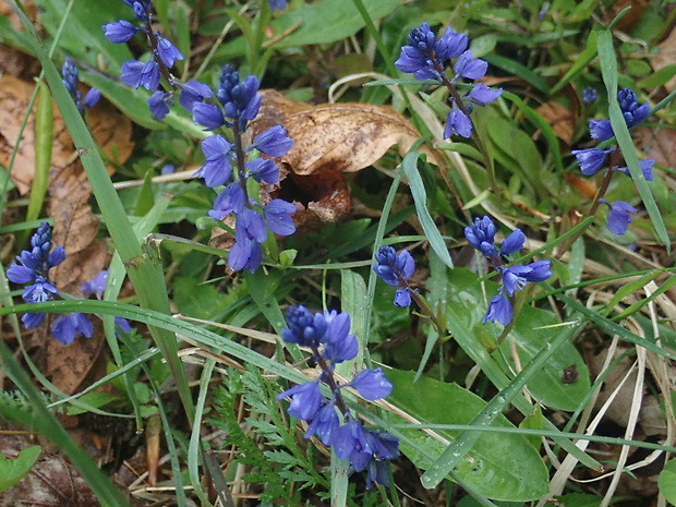 horčinka horká krátkokrídla Polygala amara subsp. brachyptera (Chodat) Hayek