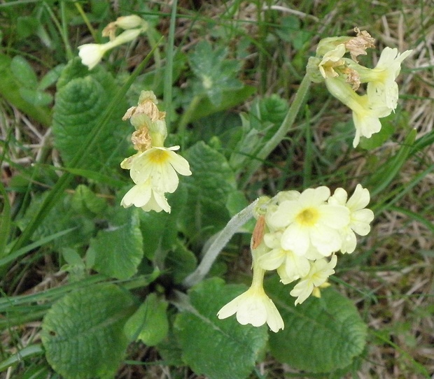 prvosienka jarná Primula veris L.