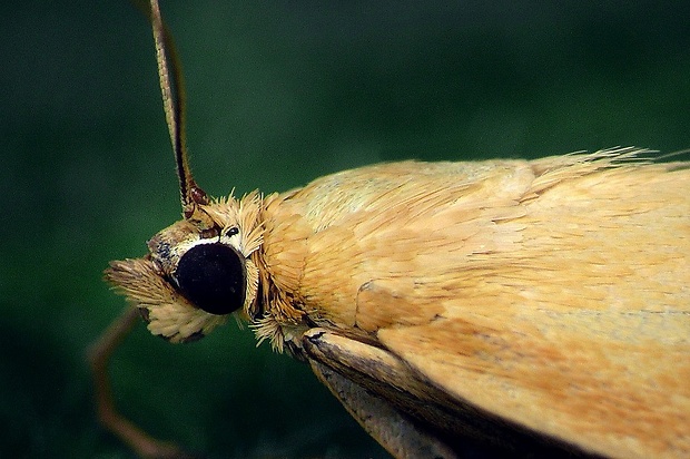 vijačka lobodová (sk) / zavíječ slámový (cz) Sitochroa verticalis (Linnaeus, 1758)