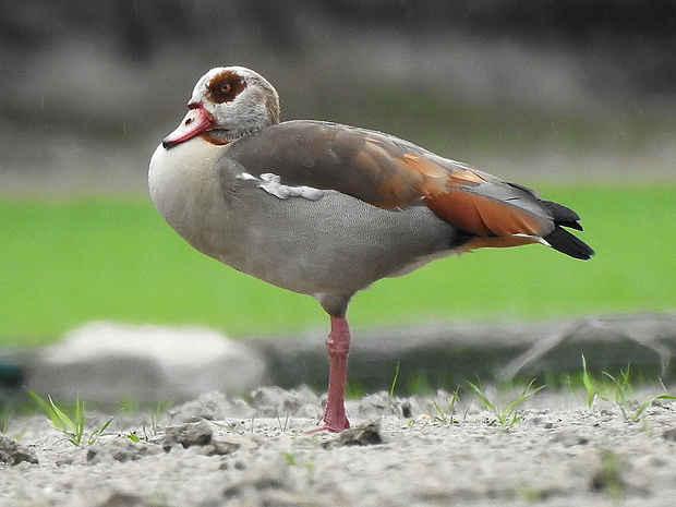 husice nilská  Alopochen aegiptiacus