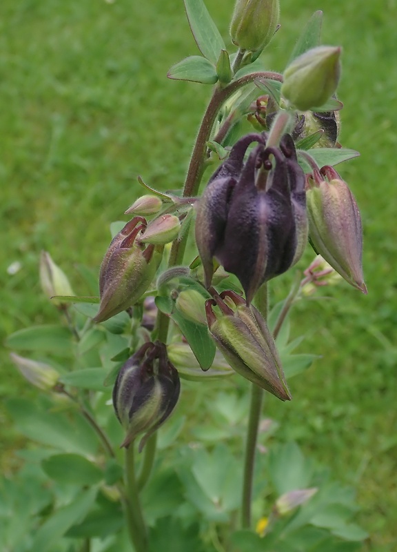 orlíček obyčajný Aquilegia vulgaris L.