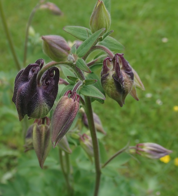 orlíček obyčajný Aquilegia vulgaris L.