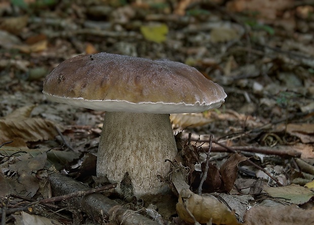 hríb smrekový Boletus edulis Bull.