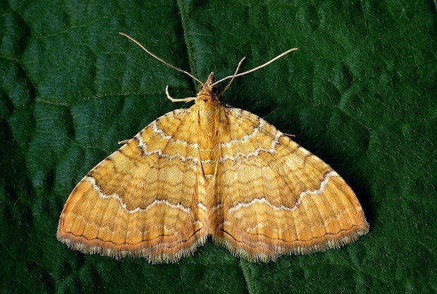 piadivka žihľavová (sk) / píďalka kopřivová (cz) Camptogramma bilineata (Linnaeus, 1758)