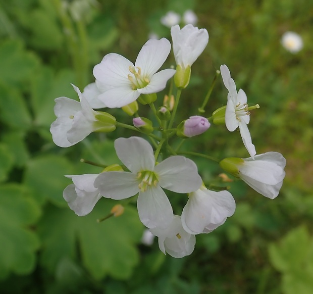 žerušnica lúčna Cardamine pratensis L.