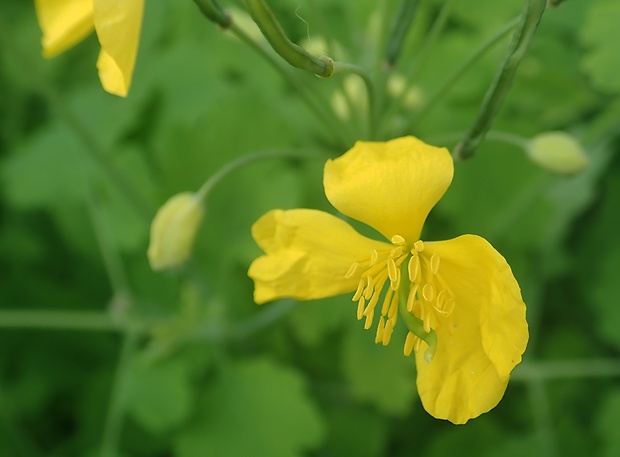 lastovičník väčší Chelidonium majus L.