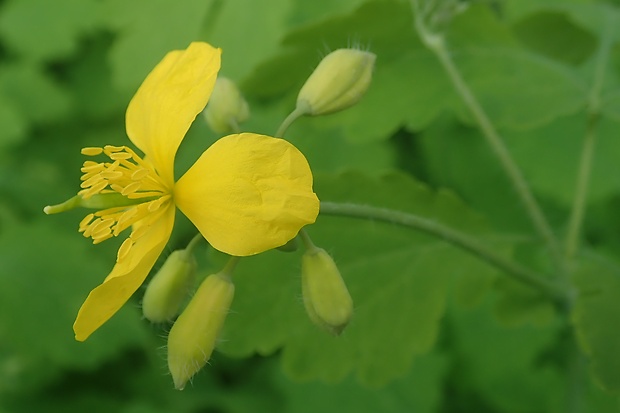 lastovičník väčší Chelidonium majus L.