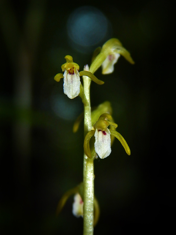 koralica lesná Corallorhiza trifida Châtel.