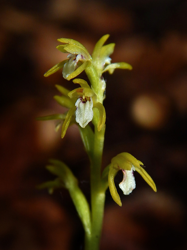 koralica lesná Corallorhiza trifida Châtel.