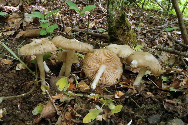 hodvábnica jarná Entoloma clypeatum (L.) P. Kumm.