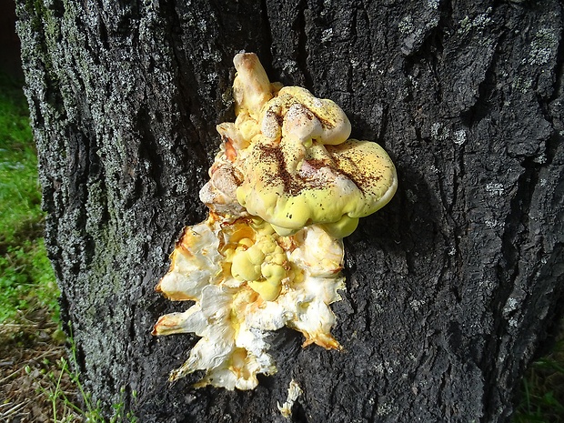 sírovec obyčajný Laetiporus sulphureus (Bull.) Murrill